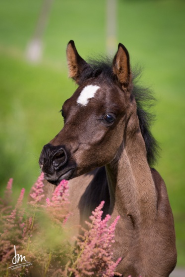 Diar el Shandih   Bild 1