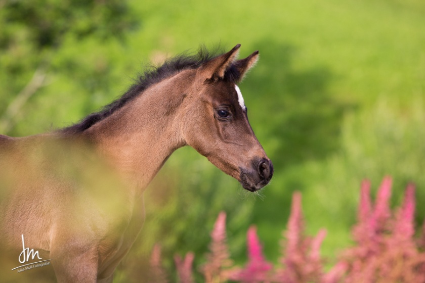 Diar el Shandih   Bild 4