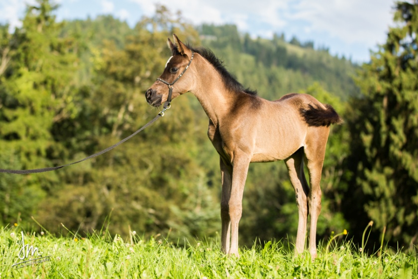 Diar el Shandih   Bild 5