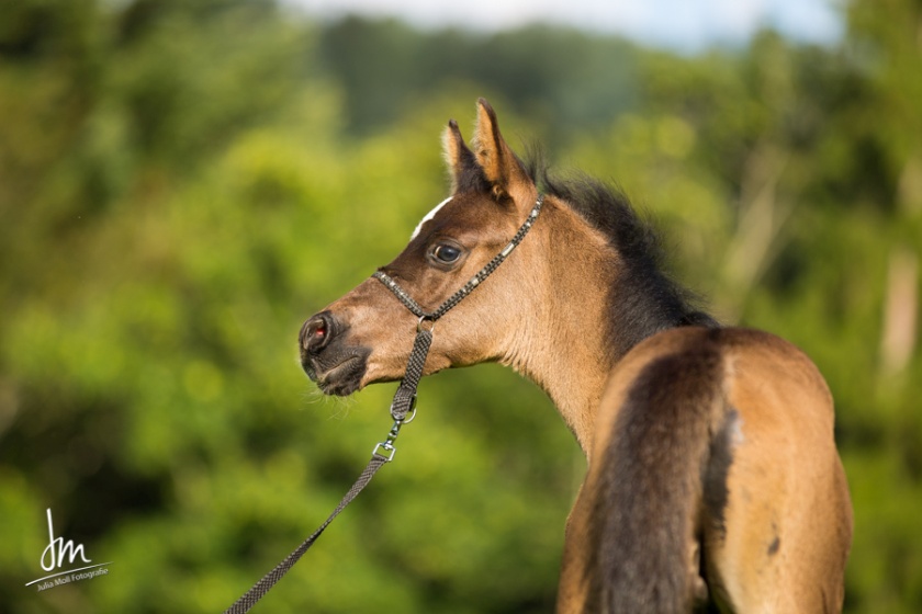 Diar el Shandih   Bild 7