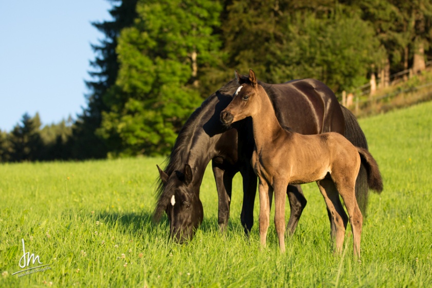 Diar el Shandih   Bild 10